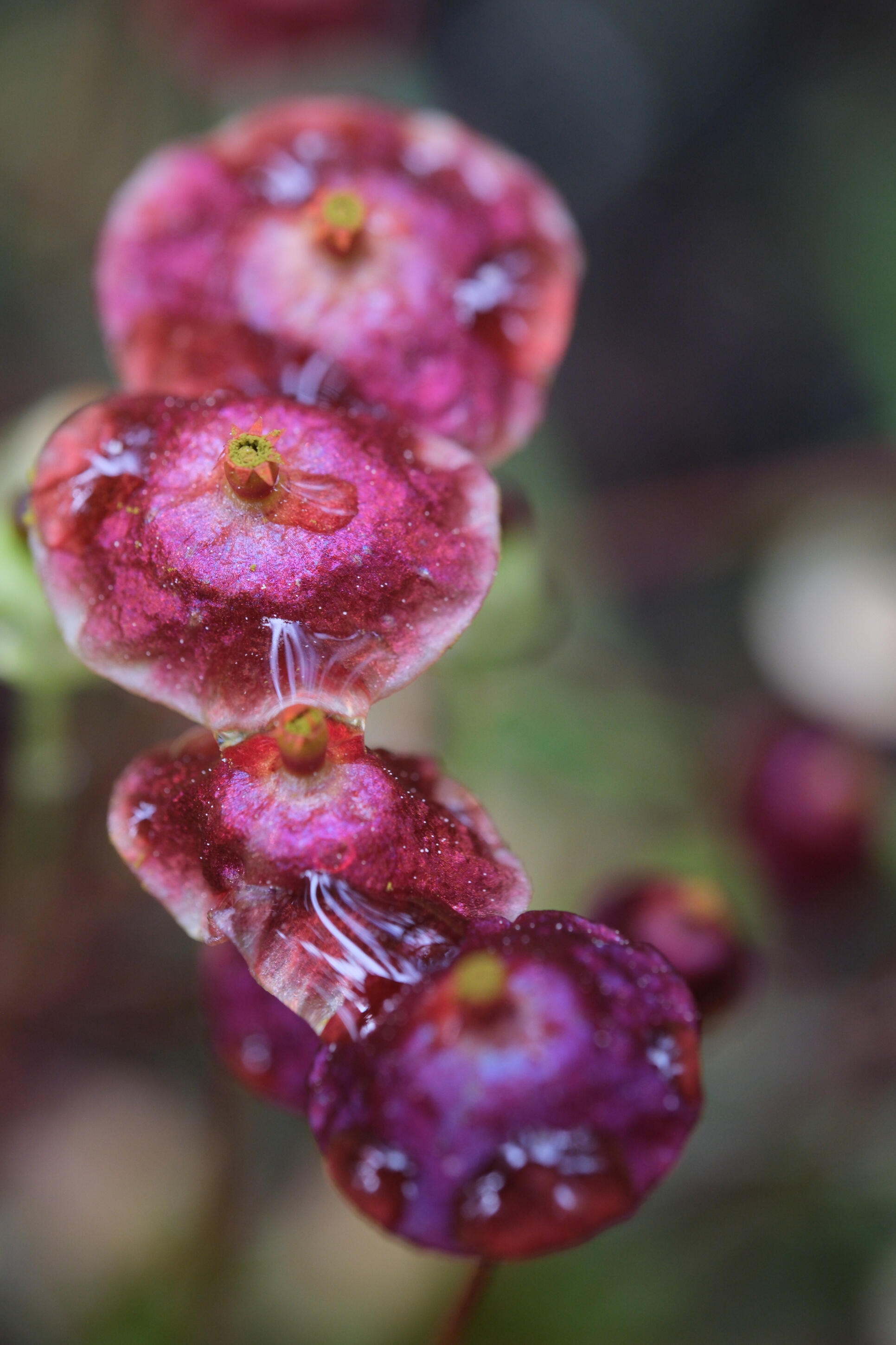 A rare red moss species found in boreal wetlands.